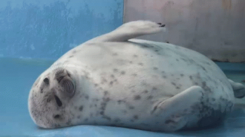 Trying To Get Up Manatee GIF