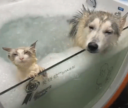 Tub Chilling Cat & Dog GIF