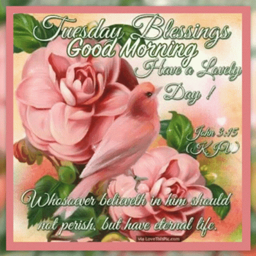Tuesday Blessings Good Morning Card with Pink Roses and Bird