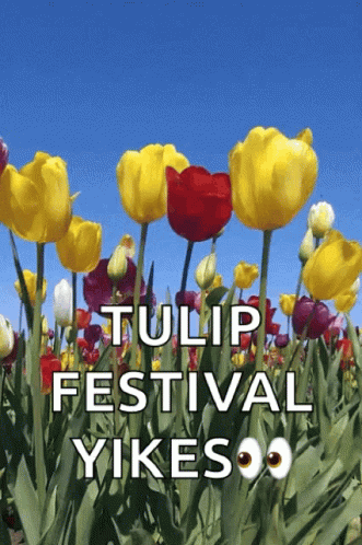Tulip Festival Yikes GIF
