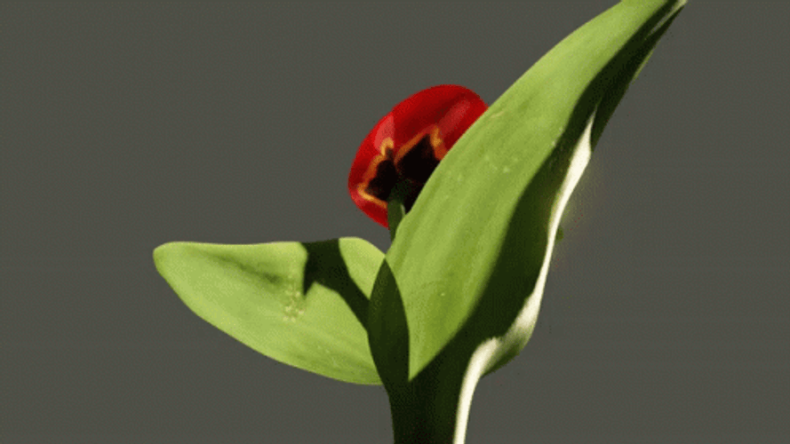 Tulip Flower Blooming GIF