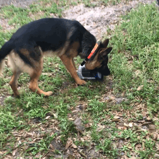 Tumbler Thief Dog GIF