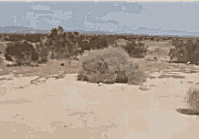 Tumbleweeds Desert Gif GIF