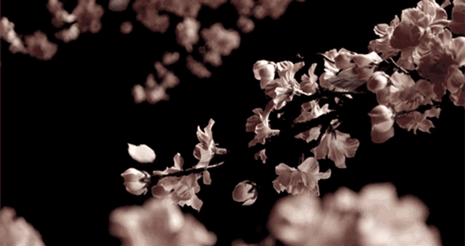 Tumblr Flower Falling Petals GIF