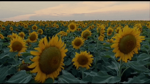 Tumblr Flower Garden GIF