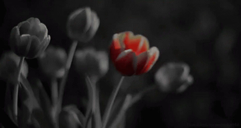 Tumblr Flower Shaking GIF