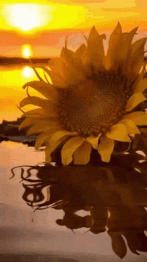 Tumblr Flower With Sunset View GIF