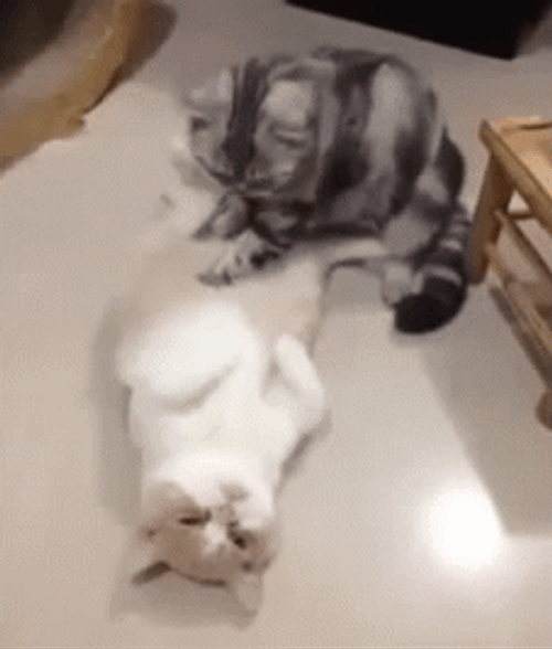 Tummy Massage Cute Kittens GIF