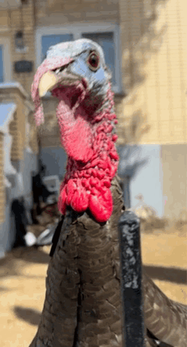 Turkey Close Up Yellow Beak GIF