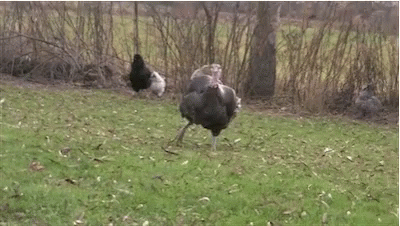 Turkey In Grassy Field With Other Birds GIF