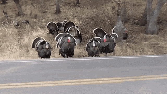 Turkey Slowly Walking GIF