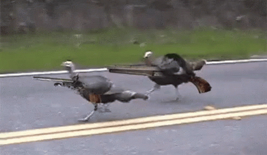 Turkeys Holding Hunting Rifles Meme GIF