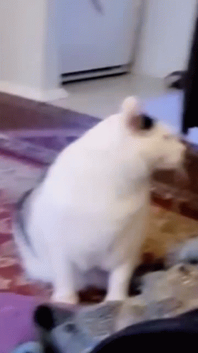 Turkish Van Huh Cat Meme GIF