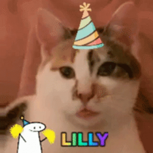 Turkish Van Party Cat GIF