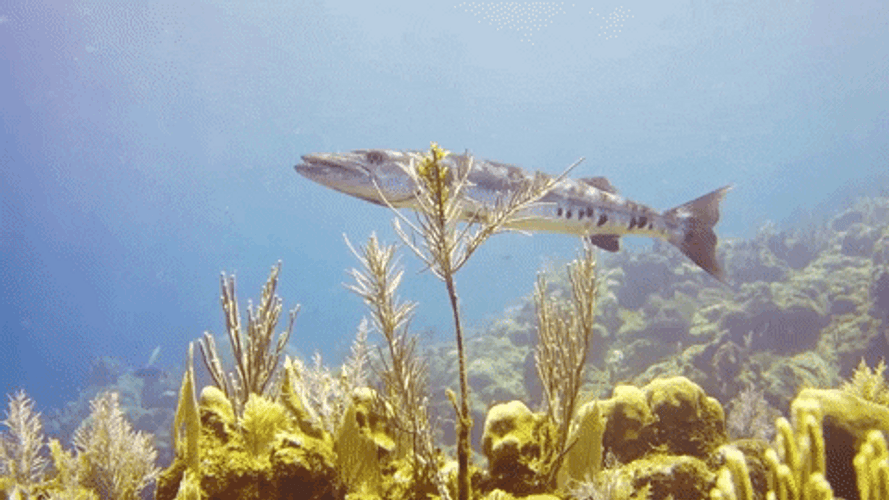 Turks and Caicos Islands fish gif.