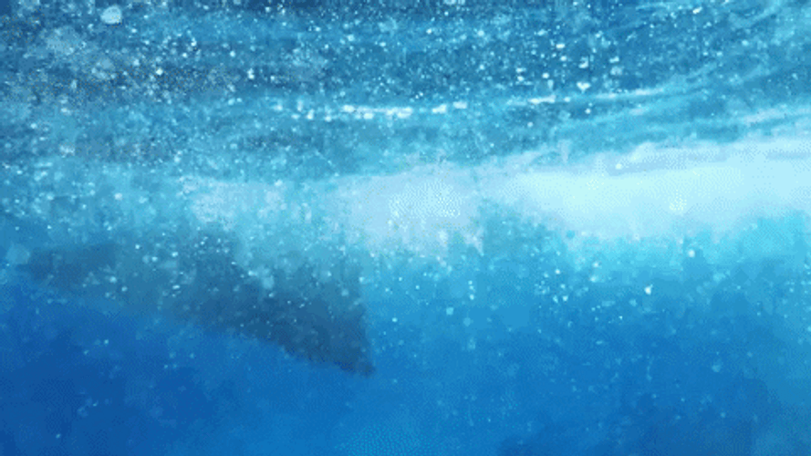 Turks and Caicos Islands swimming gif.