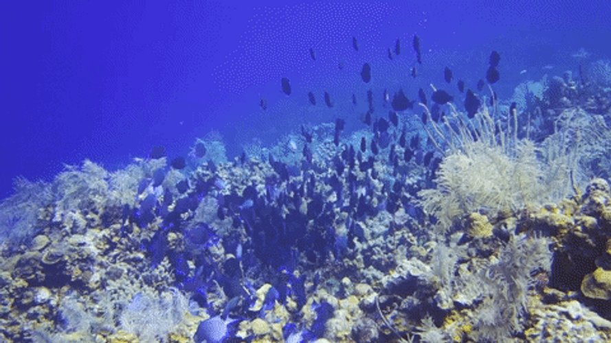 Turks and Caicos under the sea gif.