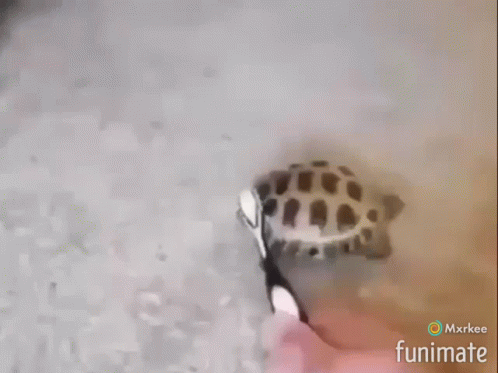 Turtle Brushed With Toothbrush Funimate