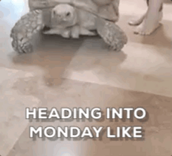 Turtle Crawling In Crazy Monday GIF