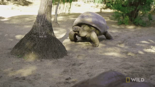 Turtle Crawling In Dirt Near Tree With Wild GIF
