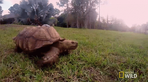 Turtle Crawling on Grassy Field National Geographic Wild