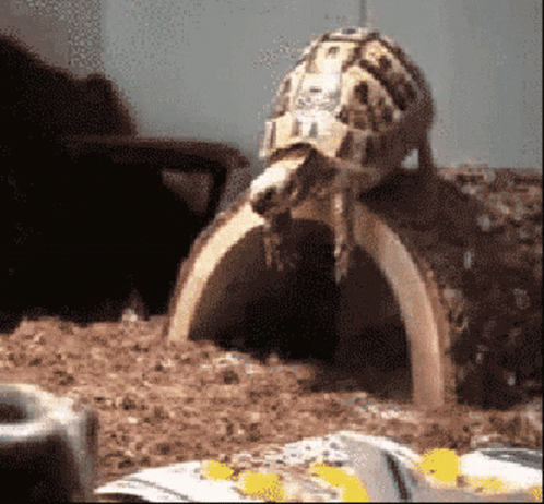 Turtle Crawling Out of Hole