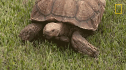 Turtle Crawling Through Grass With National Geographic Logo