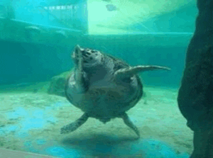 Turtle Dancing In Aquarium GIF