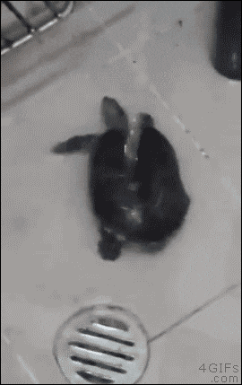 Turtle Dancing In Bathroom GIF