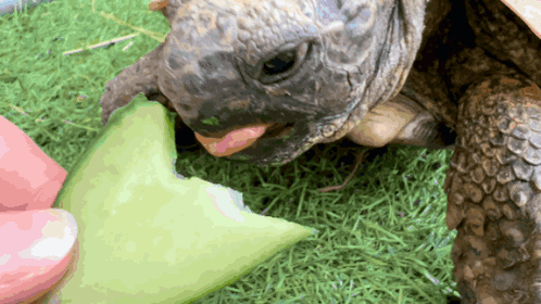 Turtle Eating Melon with Tongue Out
