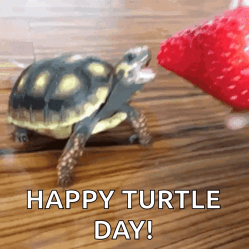 Turtle Eating Strawberry Slice Says Happy Turtle Day