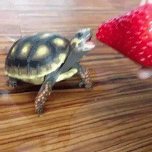 Turtle Eating Strawberry