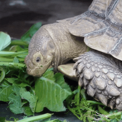 Turtle Enjoys His Leaf Meal GIF