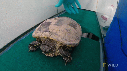 Turtle Examined by Veterinarian with National Geographic Logo