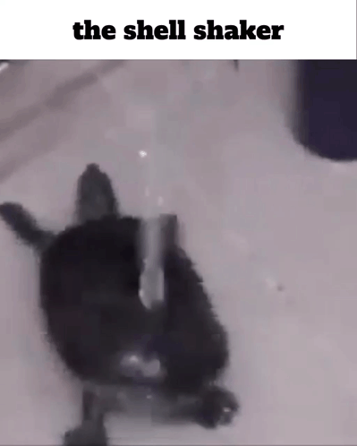 Turtle In Bathtub Thug Shaker GIF