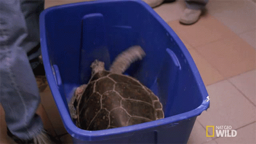 Turtle in Blue Bin Saying Nat Geo Wild
