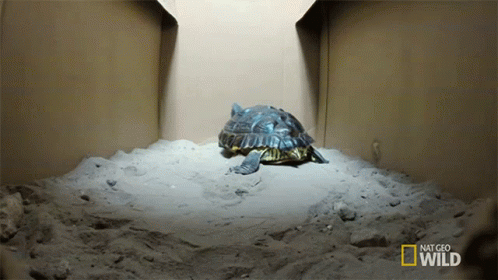 Turtle in Box Saying Nat Geo Wild