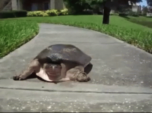 Turtle In Sprint On Grass GIF