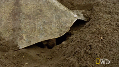 Turtle Laying Eggs in Dirt National Geographic Wild
