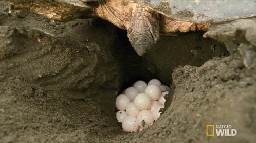 Turtle Laying Eggs in Dirt With National Geographic Wild Logo