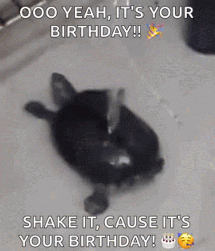 Turtle Laying in Sink With Birthday Cake