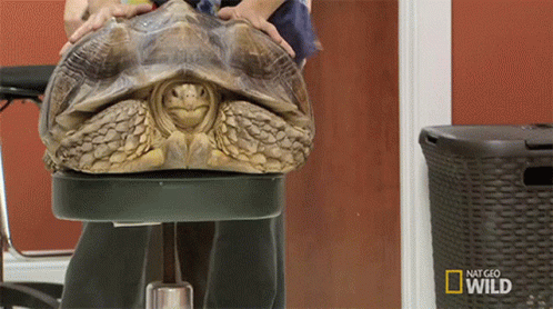 Turtle Laying Next to National Geographic Wild Door