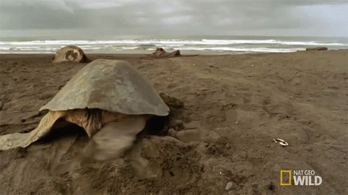 Turtle Laying on Ground National Geographic Wild