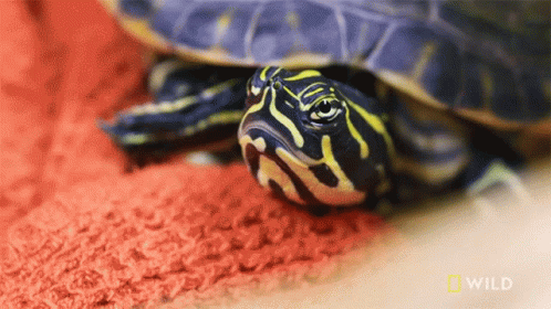 Turtle Laying on Red Carpet