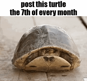 Turtle Laying on Wooden Surface