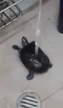 Turtle Lying in Sink