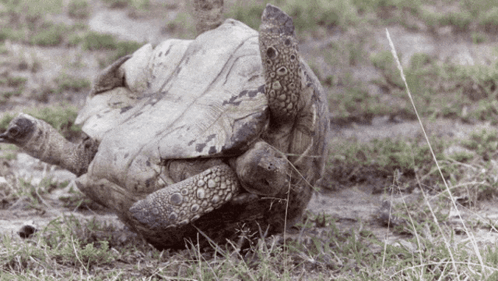 Turtle Lying on Back on Grass