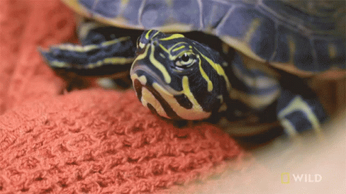 Turtle on Red Blanket With National Geographic Logo
