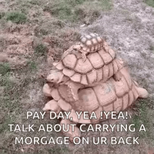 Turtle Riding Turtle Tuesday Mortgage Meme GIF