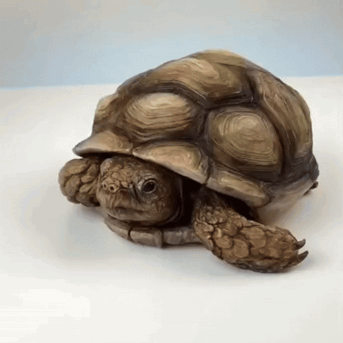 Turtle Statue Sitting on Table